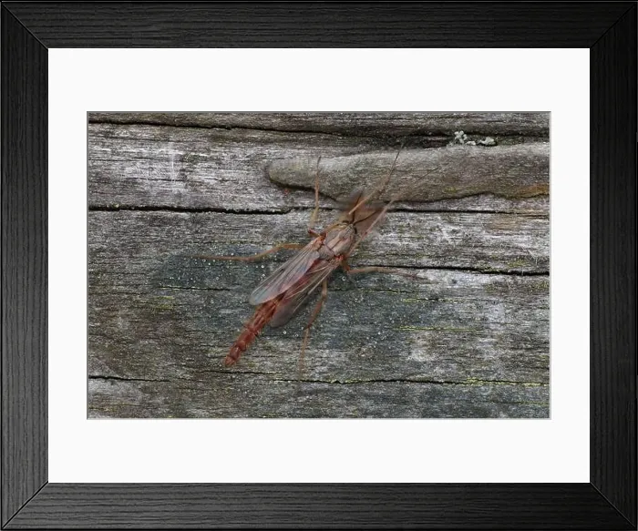 Framed Print : Chironomid Midge - male Framed Print : Chironomid Midge - male