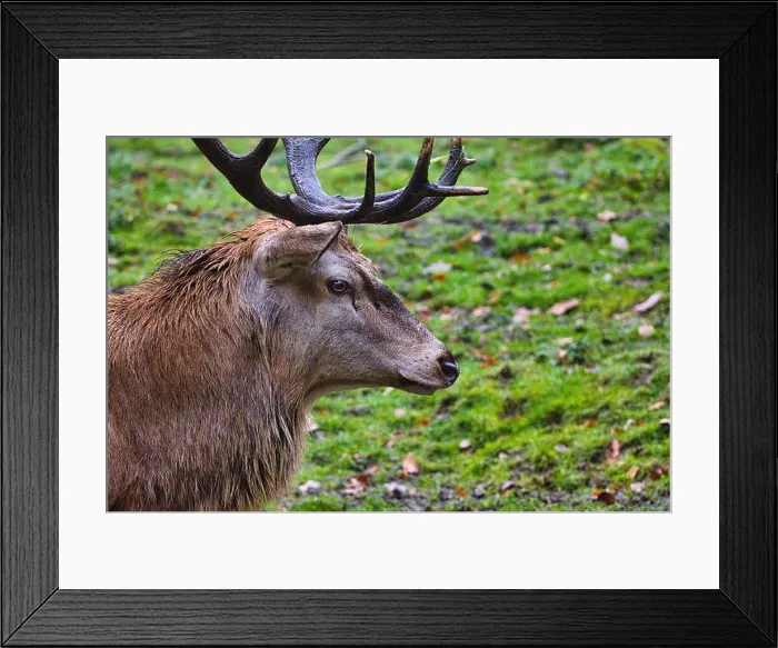 Framed Print : Red deer (Cervus elaphus) large deer species Framed Print : Red deer (Cervus elaphus) large deer species