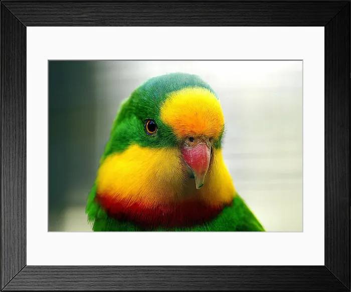 Framed Print : The Superb Parrot (*Polytelis swainsonii*) Framed Print : The Superb Parrot (*Polytelis swainsonii*)