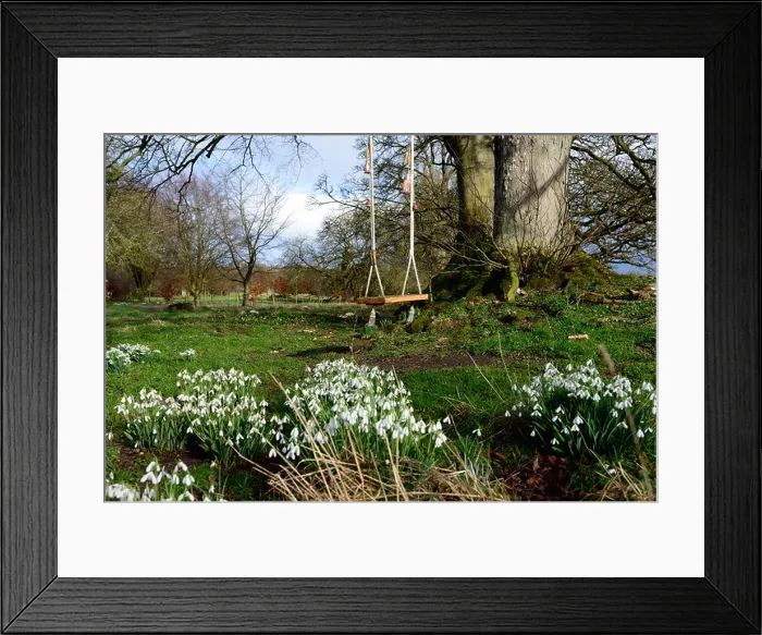 Framed Print : garden park parkland swing play spring flower flowers flowering snowdrops snowdrop galanthus clump growth empty nobody Framed Print : garden park parkland swing play spring flower flowers flowering snowdrops snowdrop galanthus clump growth empty nobody