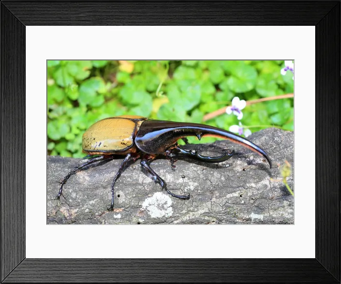 Framed Print : Hercules beetle (Dynastes hercules) in Ecuador Framed Print : Hercules beetle (Dynastes hercules) in Ecuador