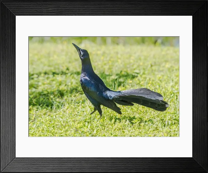Framed Print : A male Great-tailed Grackle displays on grass on South Padre Island, Texas, USA Framed Print : A male Great-tailed Grackle displays on grass on South Padre Island, Texas, USA