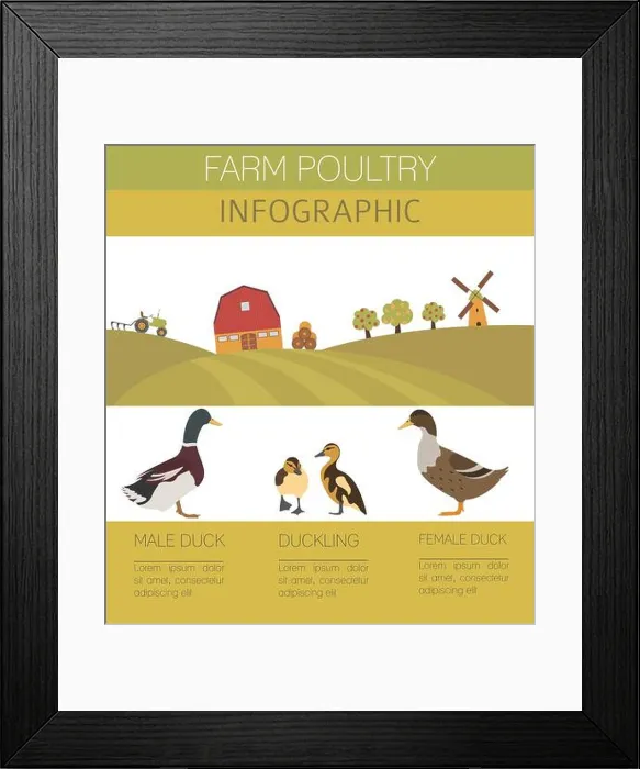 Framed Print : Poultry farming. Duck family isolated on white. Flat design. Vector illustration Framed Print : Poultry farming. Duck family isolated on white. Flat design. Vector illustration