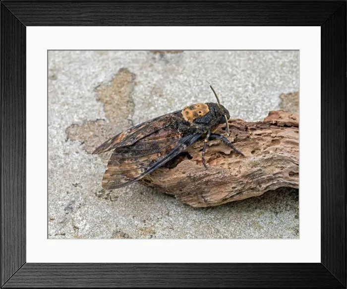 Framed Print : Death's-head hawkmoth (Acherontia atropos), Lerwick, Mainland Shetland, Scotland Framed Print : Death's-head hawkmoth (Acherontia atropos), Lerwick, Mainland Shetland, Scotland