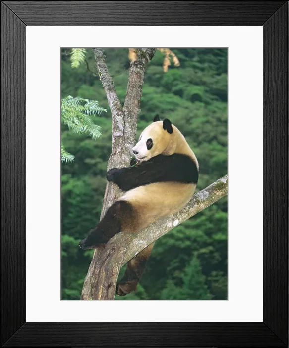 Framed Print : Giant panda (Ailuropoda melanoleuca) Framed Print : Giant panda (Ailuropoda melanoleuca)