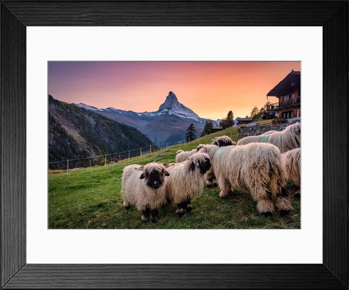 Framed Print : Beautiful view of Matterhorn mountain with Valais blacknose sheep on hill in rural scene Framed Print : Beautiful view of Matterhorn mountain with Valais blacknose sheep on hill in rural scene