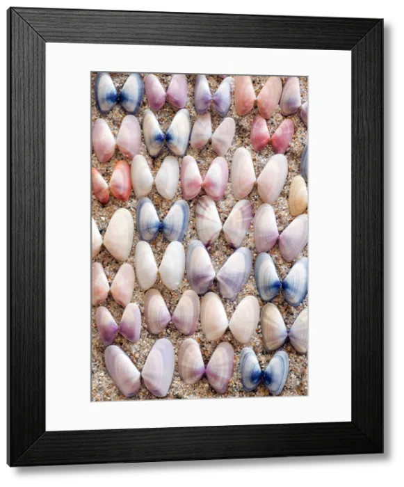 Framed Print : Variable Coquina Shells - Florida, USA Framed Print : Variable Coquina Shells - Florida, USA