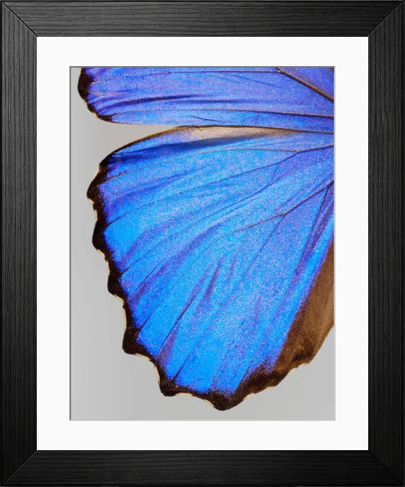 Framed Print : top shot plan extreme close up view of a Menelaus blue morpho (Morpho menelaus) butterfly Framed Print : top shot plan extreme close up view of a Menelaus blue morpho (Morpho menelaus) butterfly