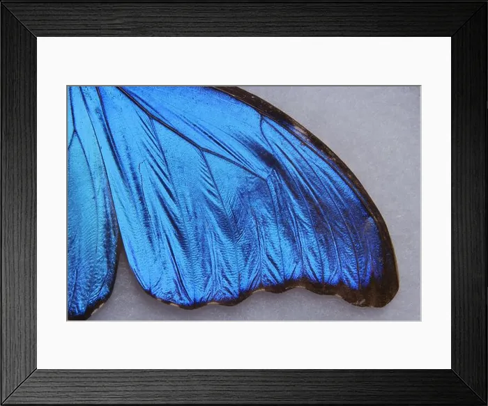 Framed Print : Menelaus blue morpho - Morpho menelaus - macro butterfly wing Framed Print : Menelaus blue morpho - Morpho menelaus - macro butterfly wing