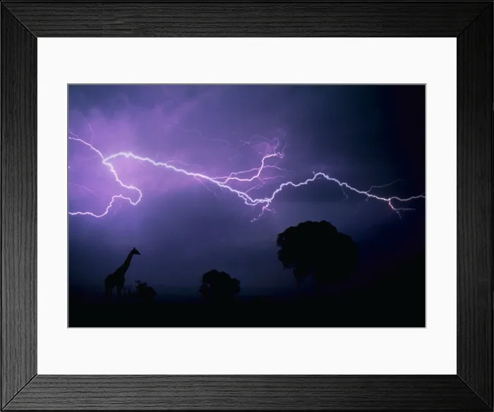 Framed Print : Giraffe in lightning Framed Print : Giraffe in lightning