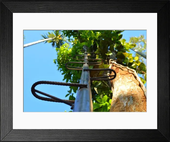 Framed Print : ladder used to harvest pepper from pepper vines growing on trees Framed Print : ladder used to harvest pepper from pepper vines growing on trees