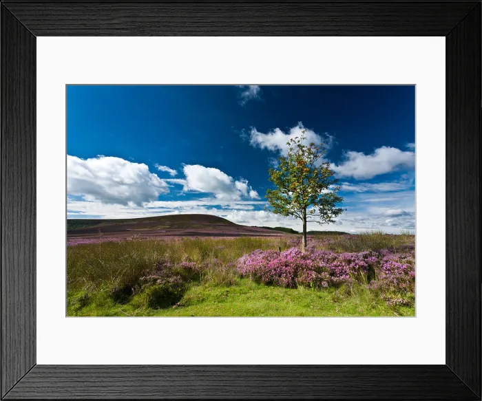 Framed Print : Lone Tree, Heather, Black Hambleton, North Yorkshire Framed Print : Lone Tree, Heather, Black Hambleton, North Yorkshire