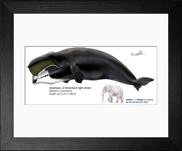 Framed Print : Greenland right, or bowhead, whale (Balaena mysticetus) Framed Print : Greenland right, or bowhead, whale (Balaena mysticetus)
