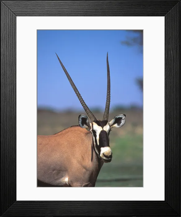 Framed Print : Gemsbok Kalahari Gemsbok National Park South Africa Framed Print : Gemsbok Kalahari Gemsbok National Park South Africa
