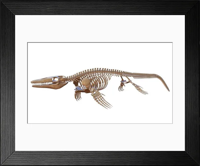Framed Print : Mosasaurus Skeleton