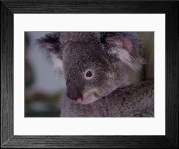 Framed Print : koala close up Framed Print : koala close up