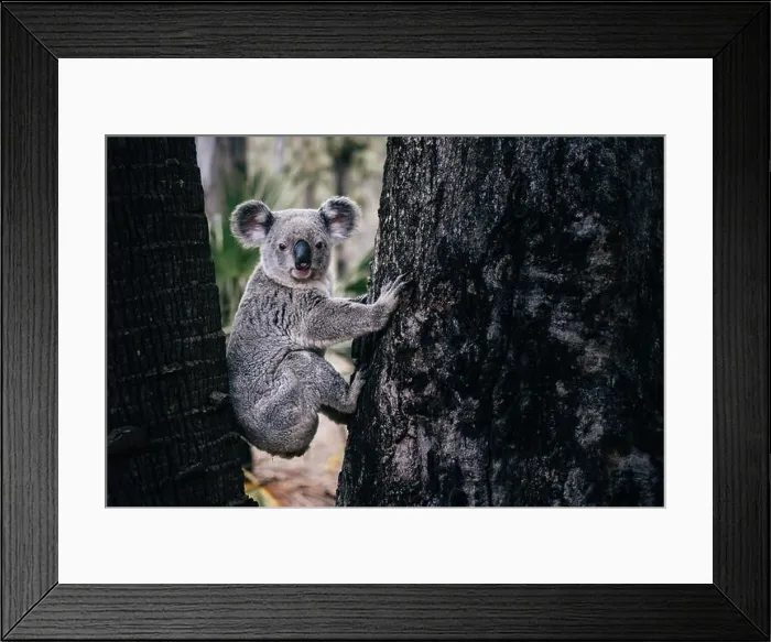 Framed Print : Koala close up sitting between two trees