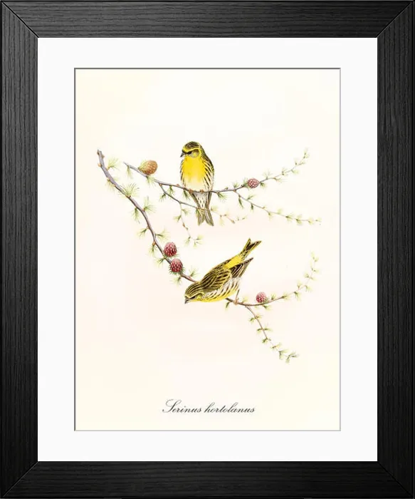 Framed Print : Two little yellow cute birds on a single thin pine branch Framed Print : Two little yellow cute birds on a single thin pine branch