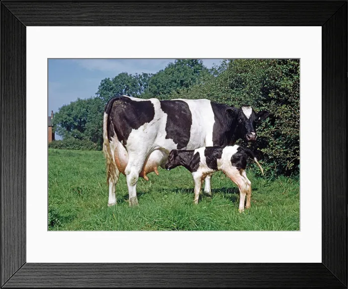 Framed Print : FRIESIAN COW with calf (about two hours old) searching for a teat, to suckle and obtain colostrum. Framed Print : FRIESIAN COW with calf (about two hours old) searching for a teat, to suckle and obtain colostrum.