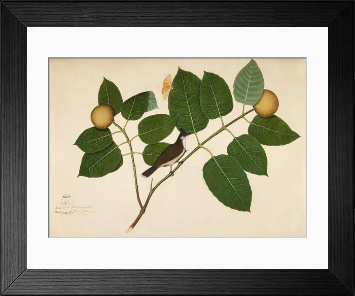 Framed Print : Red-whiskered Bulbul and Aganais Ficus Moth on Kadamba Branch Framed Print : Red-whiskered Bulbul and Aganais Ficus Moth on Kadamba Branch