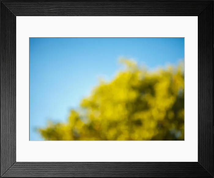 Framed Print : trees and blue sky with blurred background bokeh Framed Print : trees and blue sky with blurred background bokeh