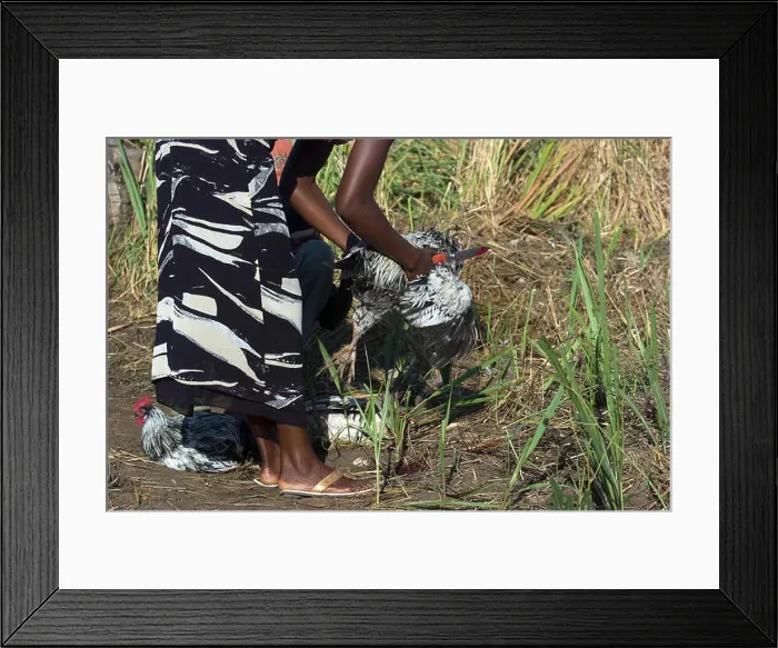 Framed Print : African person killing a chicken on a refugee camp in Pader Framed Print : African person killing a chicken on a refugee camp in Pader