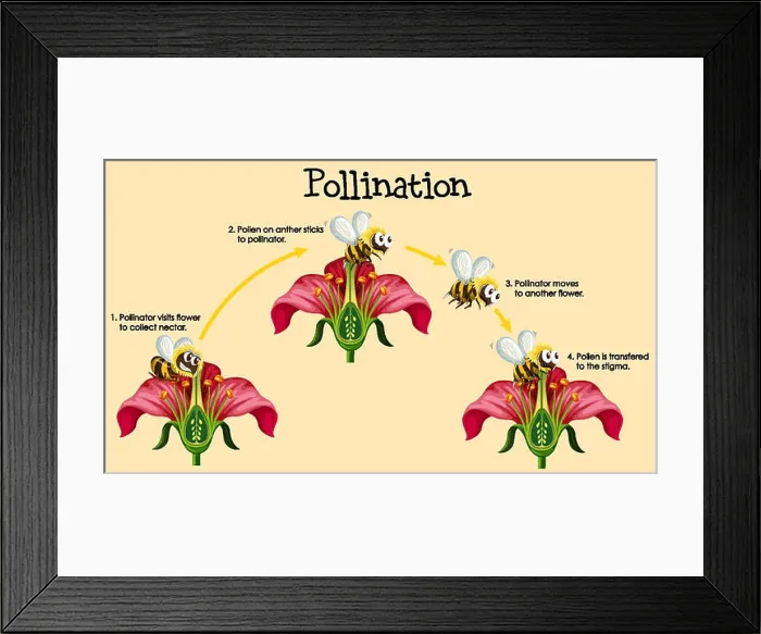 Framed Print : Diagram showing pollination with bee and flowers Framed Print : Diagram showing pollination with bee and flowers