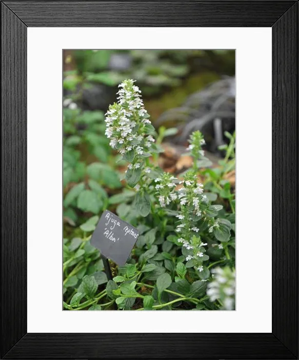 Framed Print : White bugle (Ajuga reptans) Alba blooms in a garden in May Framed Print : White bugle (Ajuga reptans) Alba blooms in a garden in May