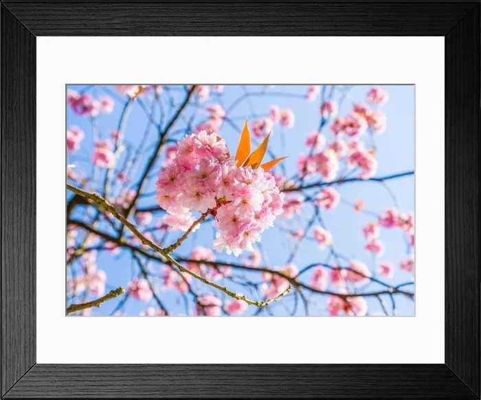 Framed Print : Pink blossom against a blue sky in Spring Framed Print : Pink blossom against a blue sky in Spring