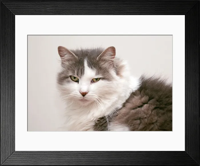 Framed Print : Portrait of an adult female fluffy grey and white domestic cat (Felis catus) looking directly at the camera Framed Print : Portrait of an adult female fluffy grey and white domestic cat (Felis catus) looking directly at the camera