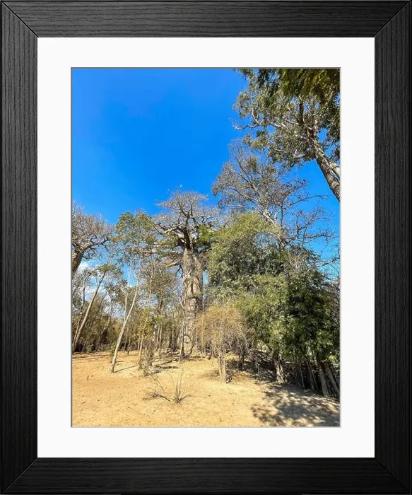 Framed Print : Madagascar, surroundings of Tsimafana, Baobab Framed Print : Madagascar, surroundings of Tsimafana, Baobab
