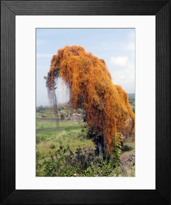 Framed Print : Dodder (Cuscuta sp.)