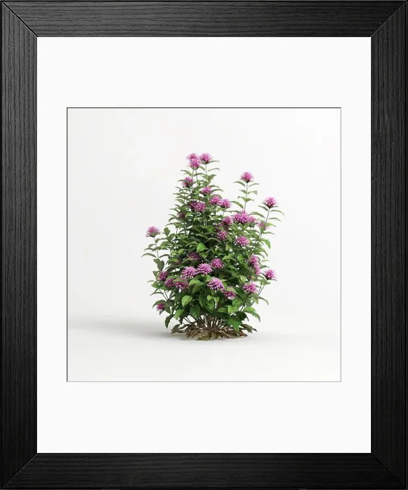 Framed Print : 3d illustration of justicia carnea tree isolated on white background