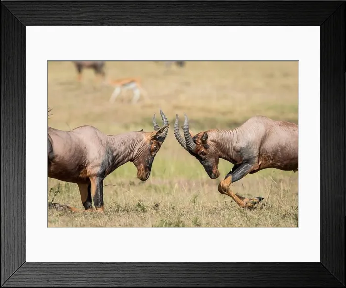 Framed Print : Two topi antelope fighting in grass plains in Masai Mara in Kenya Framed Print : Two topi antelope fighting in grass plains in Masai Mara in Kenya