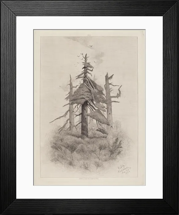 Framed Print : Old Trees at Naushon Island [plate 2]