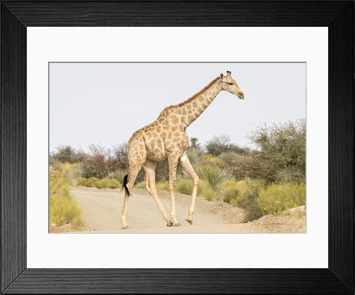 Framed Print : Adult female Giraffe walking across track, Augrabies Falls National Park, Namaqualand, Northern Cape, South Africa