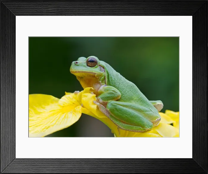 Framed Print : Tree frog sitting on a yellow iris - Hyla arborea Framed Print : Tree frog sitting on a yellow iris - Hyla arborea