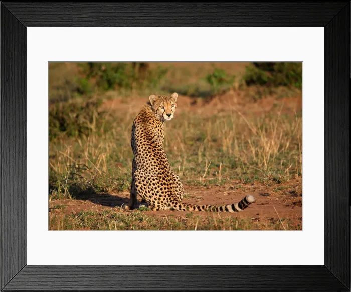 Framed Print : cheetah (Acinonyx jubatus), female sitting in the savannah Framed Print : cheetah (Acinonyx jubatus), female sitting in the savannah