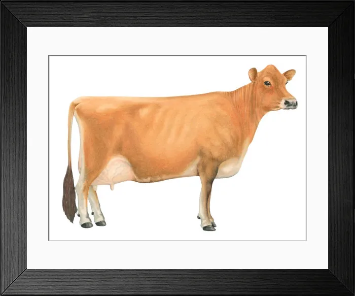 Framed Print : Jersey cow Framed Print : Jersey cow
