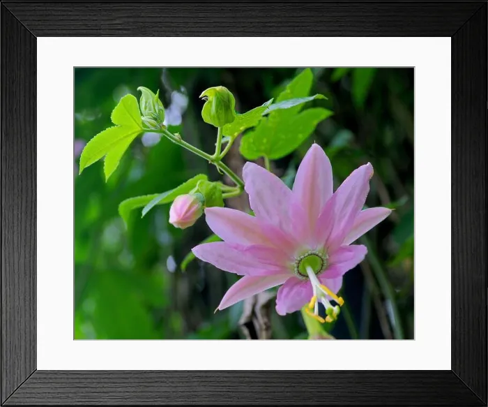 Framed Print : Close-up pink passiflora flower in nature (Sri Lanka) Framed Print : Close-up pink passiflora flower in nature (Sri Lanka)