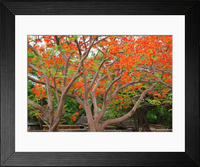 Framed Print : A FIRE TREE (Morella faya) in full bloom - BAGAN, MYANMAR Framed Print : A FIRE TREE (Morella faya) in full bloom - BAGAN, MYANMAR