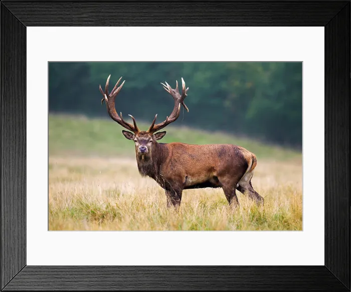 Framed Print : Red deer (Cervus elaphus) stag with huge antlers in grassland at forest's edge during the rut in autumn Framed Print : Red deer (Cervus elaphus) stag with huge antlers in grassland at forest's edge during the rut in autumn