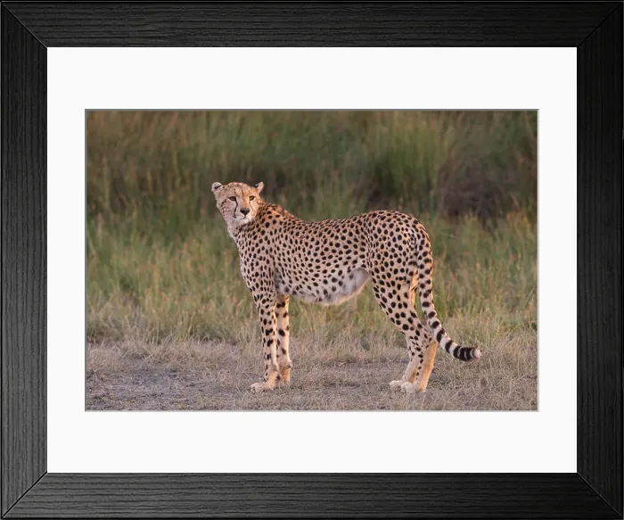 Framed Print : Female cheetah standing profile, Tanzania Framed Print : Female cheetah standing profile, Tanzania