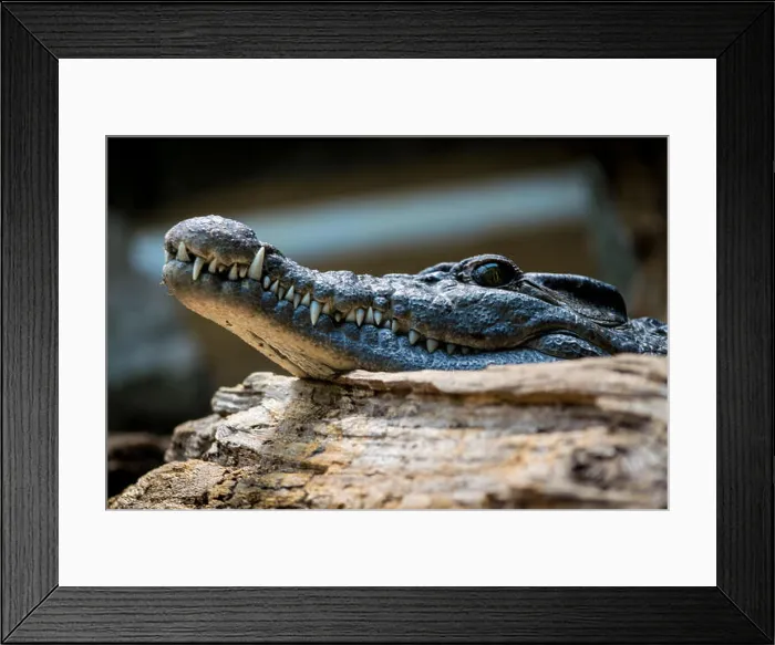 Framed Print : Crocodile at London Zoo Framed Print : Crocodile at London Zoo