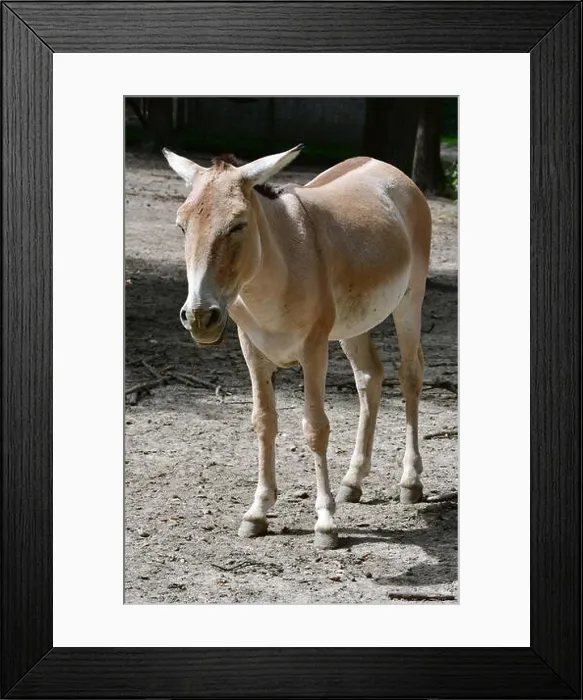 Framed Print : Turkmenian kulan, Transcaspian wild ass, Turkmenistani onager, Equus hemionus kulan, kulán Framed Print : Turkmenian kulan, Transcaspian wild ass, Turkmenistani onager, Equus hemionus kulan, kulán