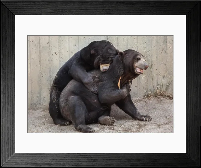 Framed Print : Malayan sun bears (Helarctos malayanus) have sex at Madrid Zoo, Spain