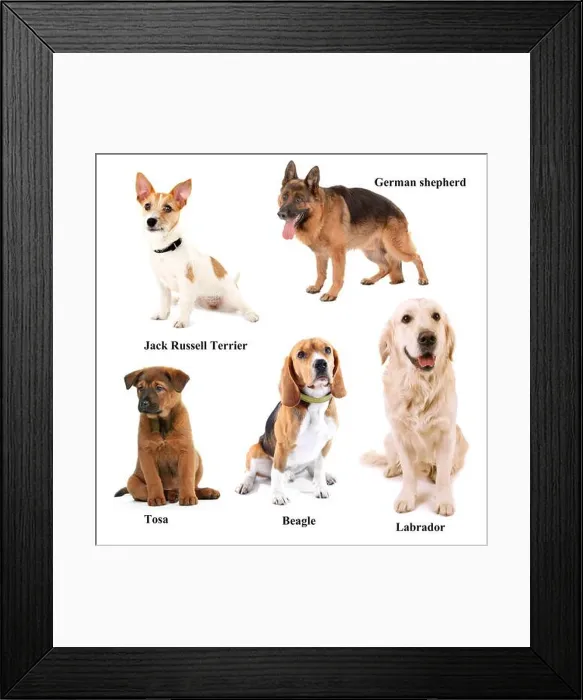 Framed Print : Different breeds of dogs Framed Print : Different breeds of dogs