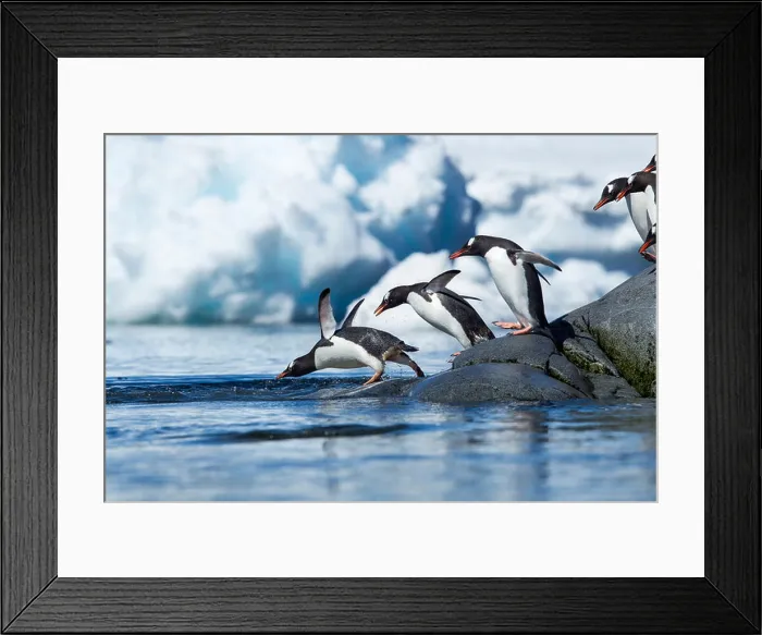 Framed Print : Antarctica, Gentoo Penguins (Pygoscelis papua) Framed Print : Antarctica, Gentoo Penguins (Pygoscelis papua)