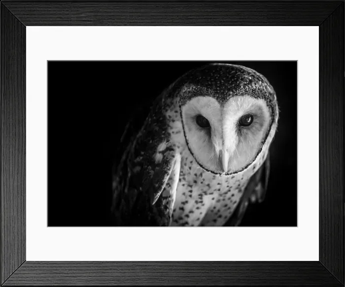 Framed Print : Portrait of a masked owl