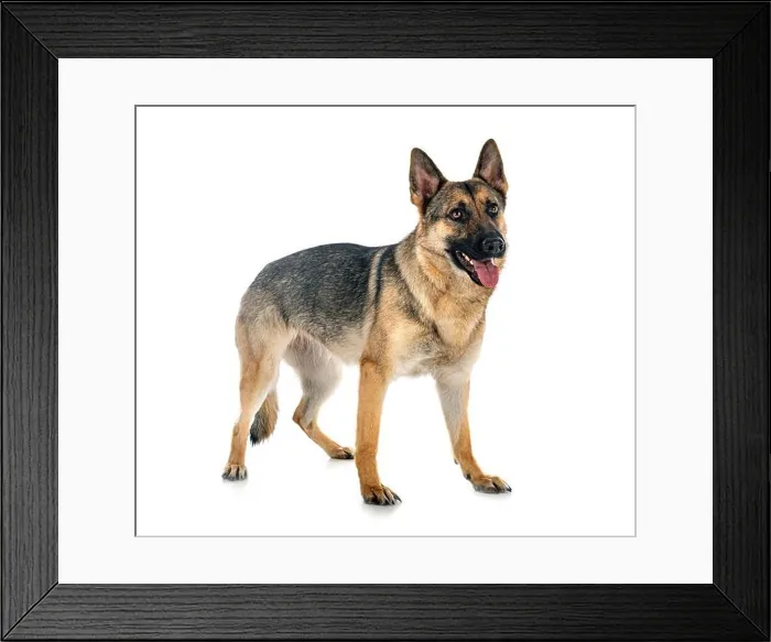 Framed Print : gray german shepherd in front of white background